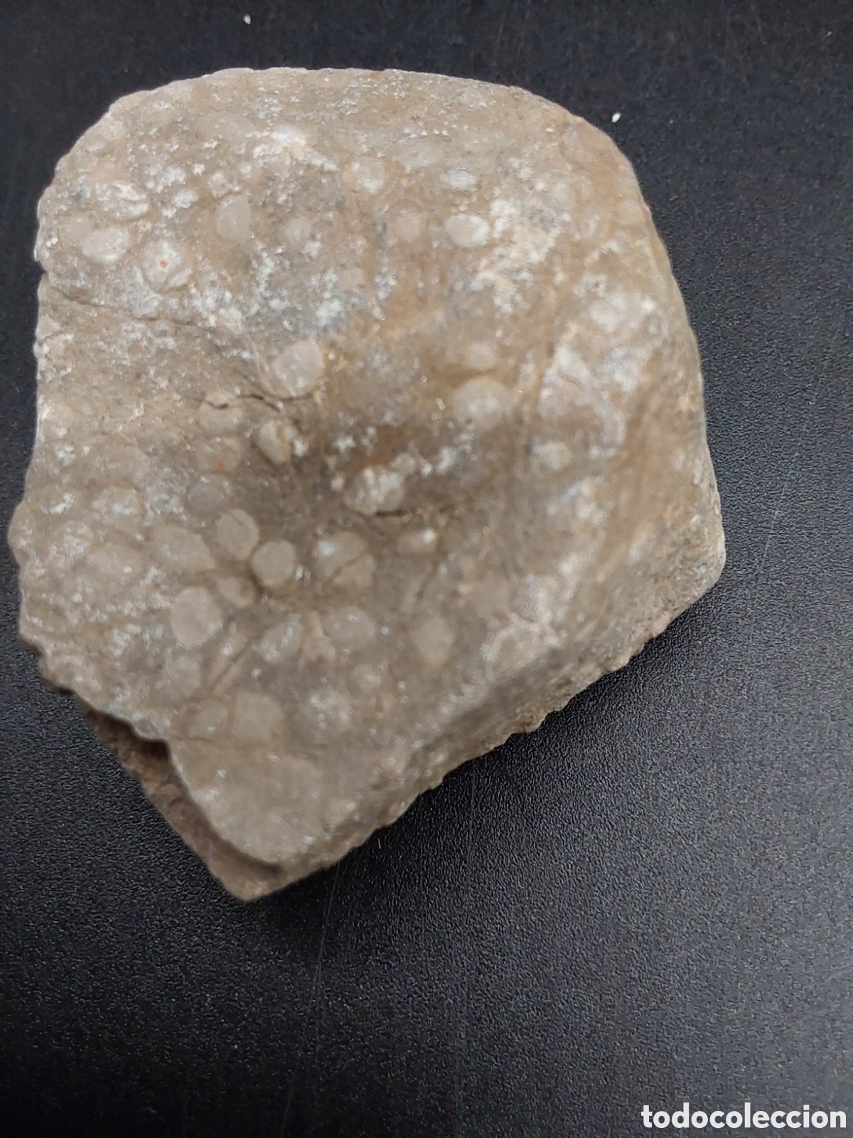 Coleccionismo de f&oacute;siles: Peculiar coral de eoceno - Foto 1