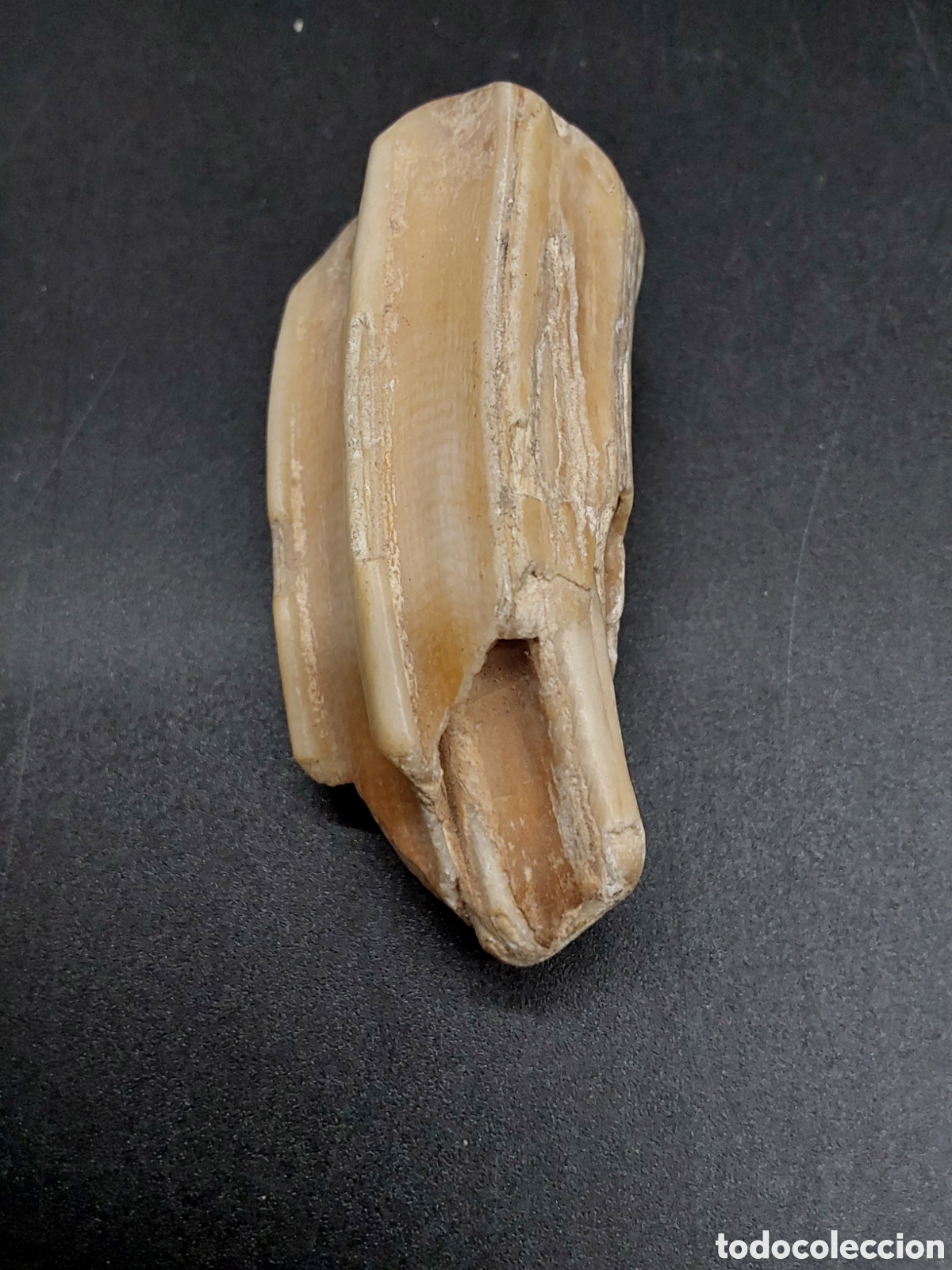 Coleccionismo de f&oacute;siles: Diente molar de un &eacute;quido - Foto 2