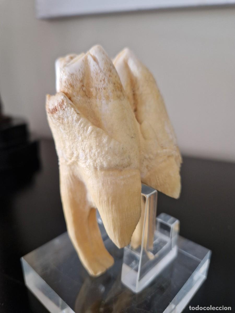 Coleccionismo de f&oacute;siles: DIENTE MOLAR GRAN TAMA&Ntilde;O - Foto 3
