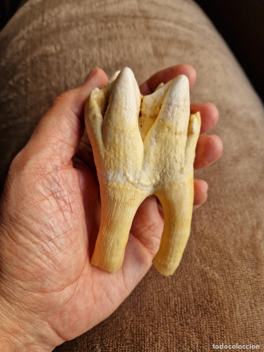 Coleccionismo de f&oacute;siles: DIENTE MOLAR GRAN TAMA&Ntilde;O - Foto 5