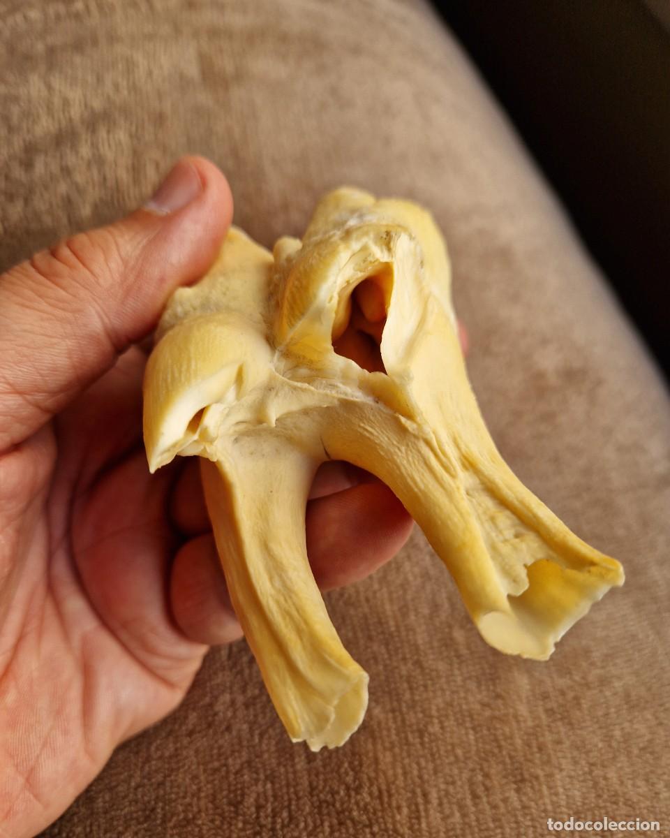 Coleccionismo de f&oacute;siles: DIENTE MOLAR GRAN TAMA&Ntilde;O - Foto 6