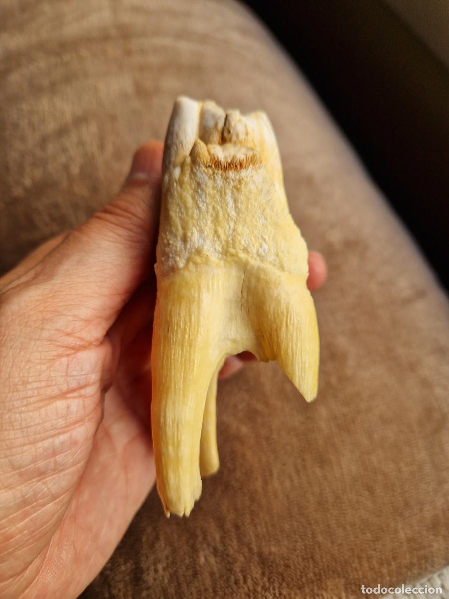 Coleccionismo de f&oacute;siles: DIENTE MOLAR GRAN TAMA&Ntilde;O - Foto 8