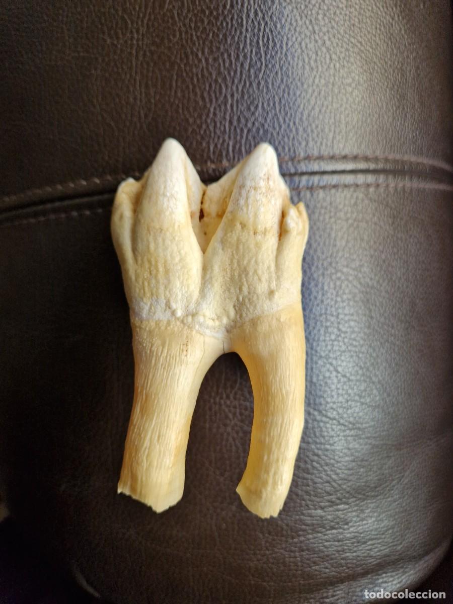 Coleccionismo de f&oacute;siles: DIENTE MOLAR GRAN TAMA&Ntilde;O - Foto 10