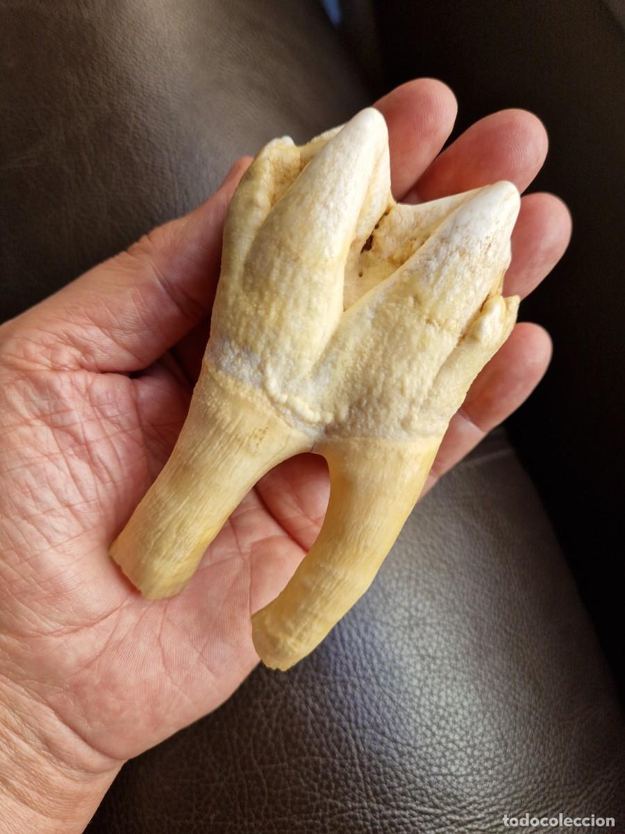 Coleccionismo de f&oacute;siles: DIENTE MOLAR GRAN TAMA&Ntilde;O - Foto 12