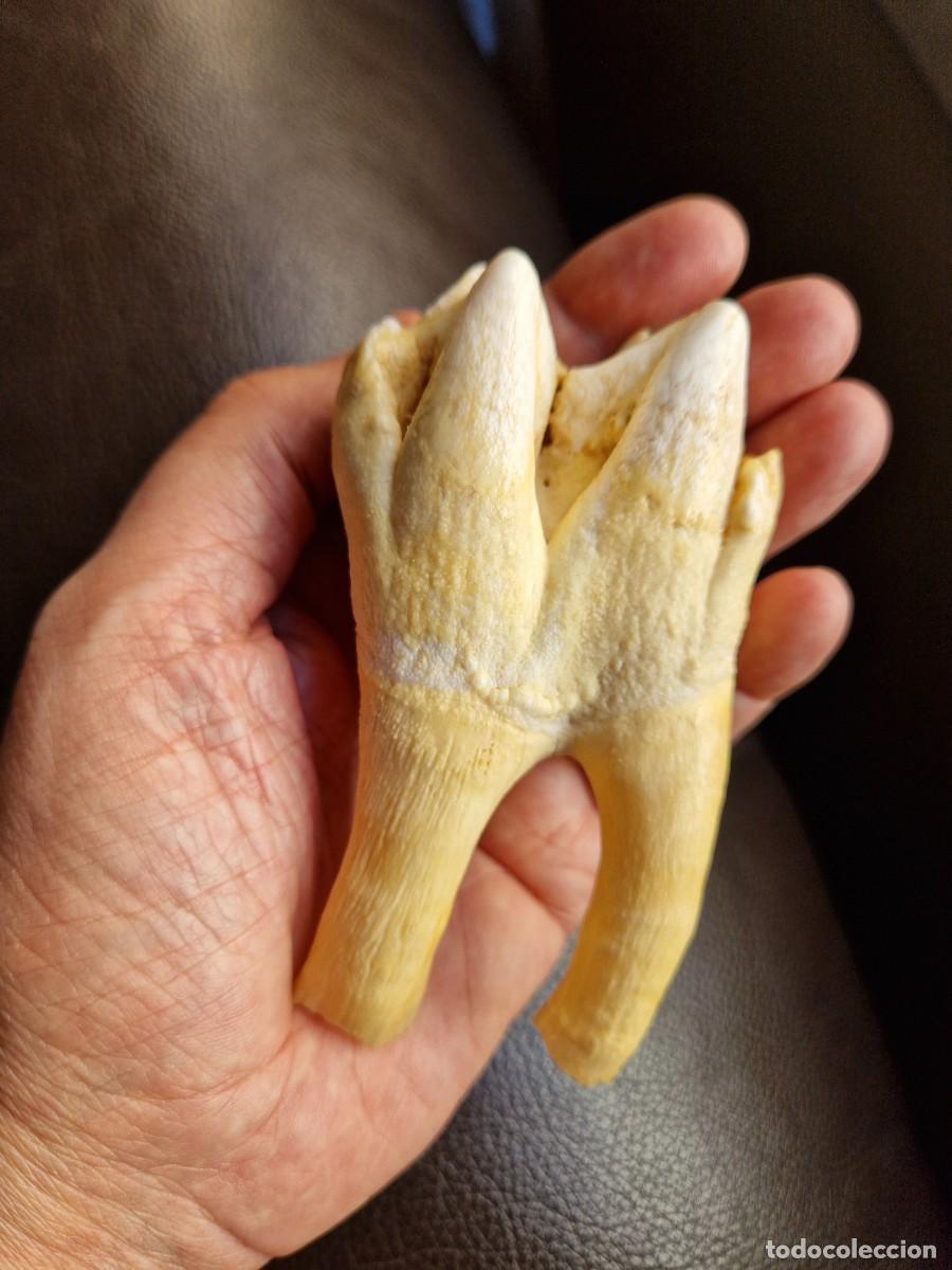 Coleccionismo de f&oacute;siles: DIENTE MOLAR GRAN TAMA&Ntilde;O - Foto 13