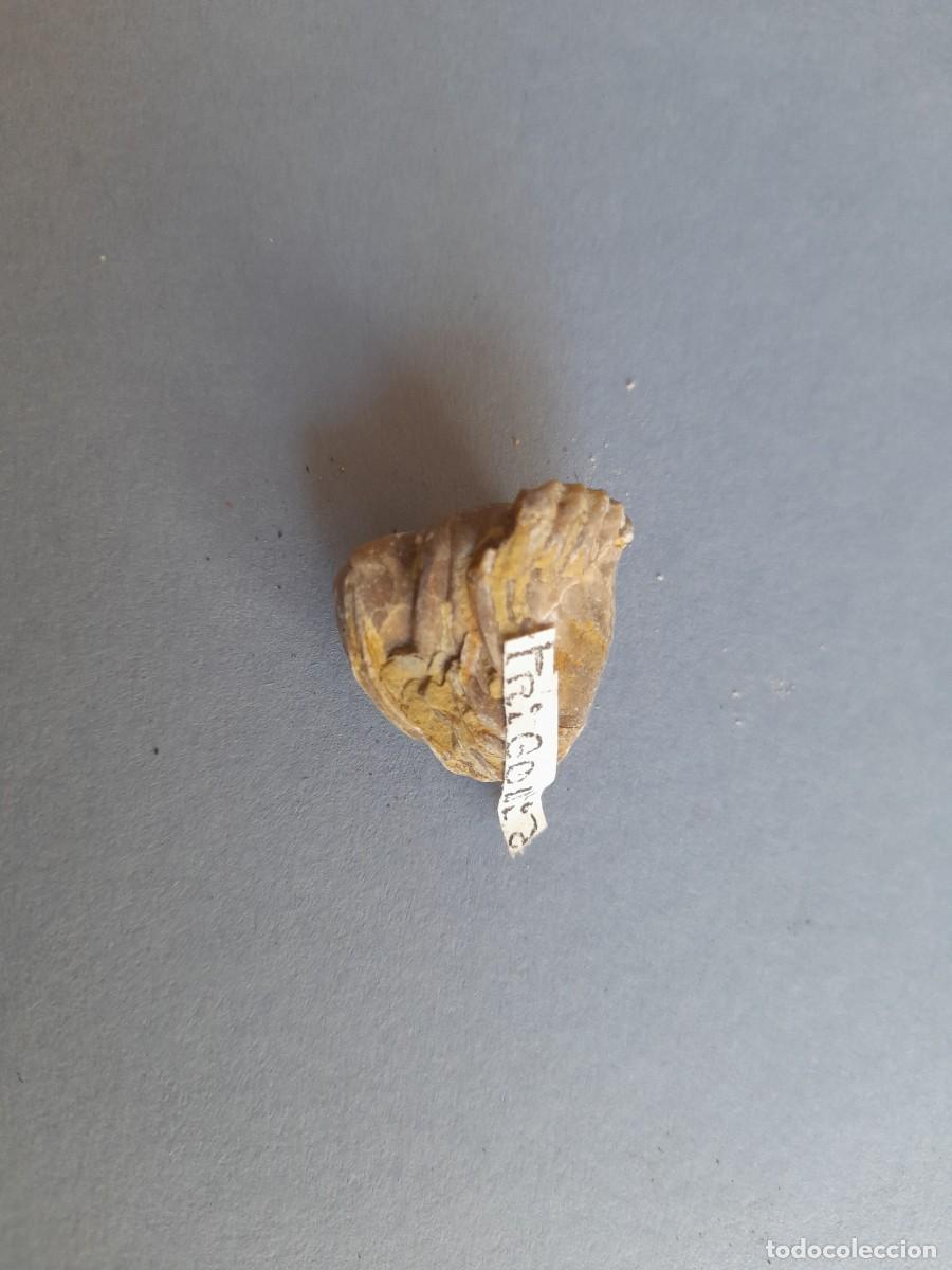 Coleccionismo de f&oacute;siles: fosil trigonia (???), 2cm aprox - Foto 1