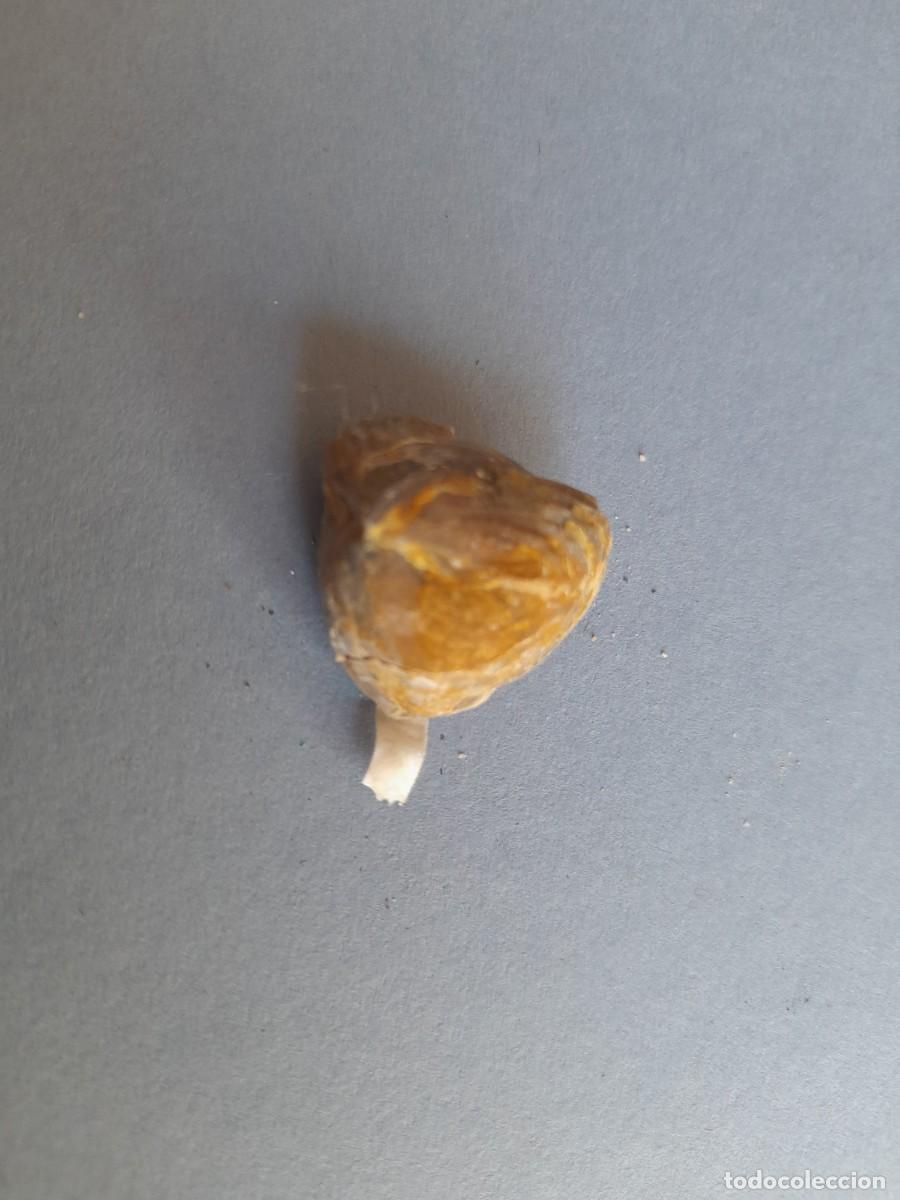 Coleccionismo de f&oacute;siles: fosil trigonia (???), 2cm aprox - Foto 2