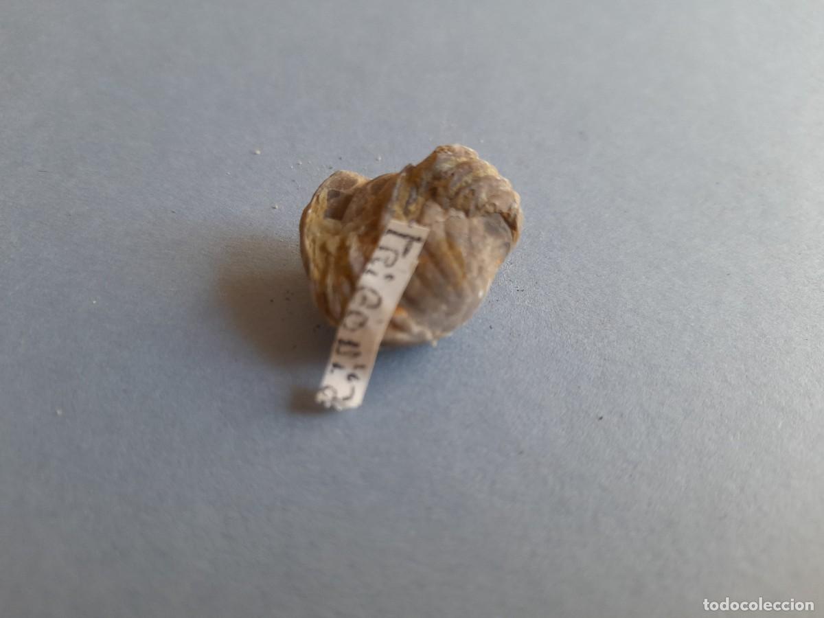 Coleccionismo de f&oacute;siles: fosil trigonia (???), 2cm aprox - Foto 3
