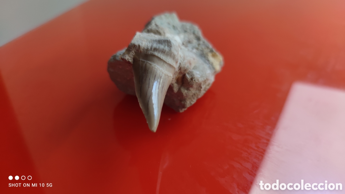 Coleccionismo de f&oacute;siles: FOSIL DIENTE DE TIBUR&Oacute;N - Foto 2