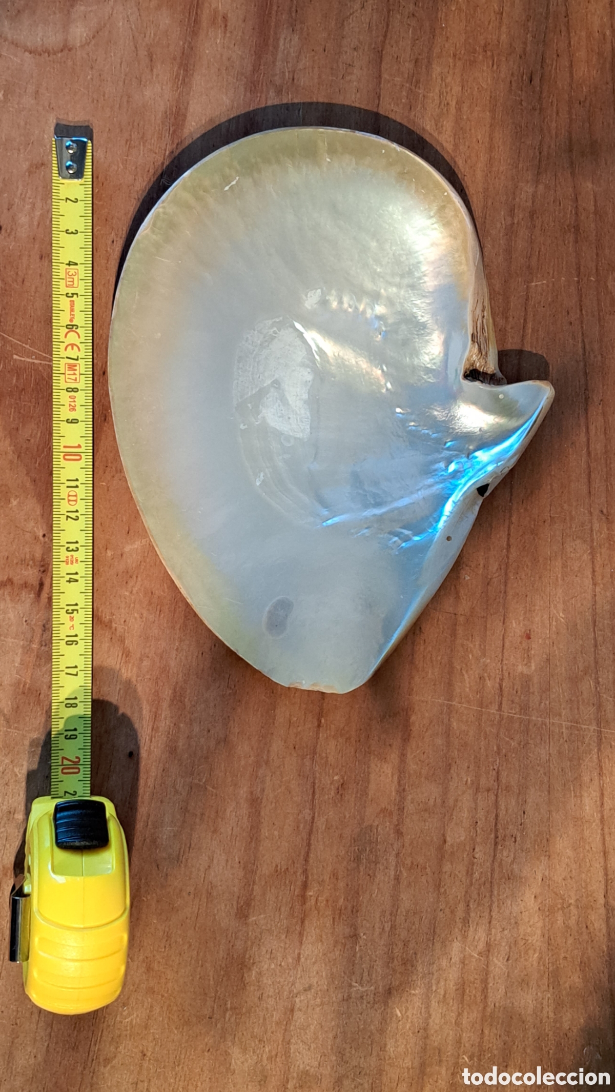 Coleccionismo de f&oacute;siles: CONCHA DE N&Aacute;CAR 18,5 CM. - Foto 3