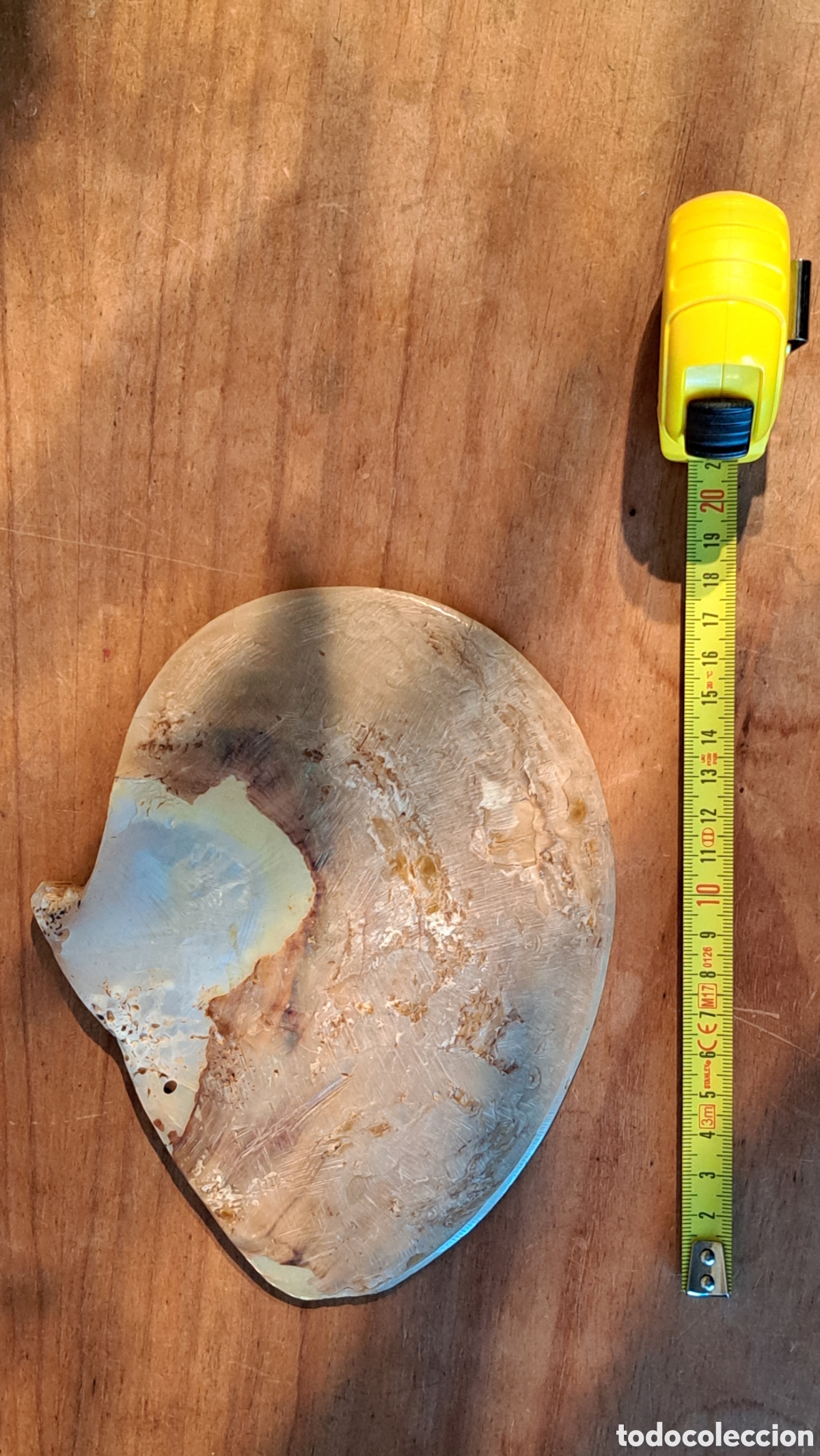 Coleccionismo de f&oacute;siles: CONCHA DE N&Aacute;CAR 18,5 CM. - Foto 4
