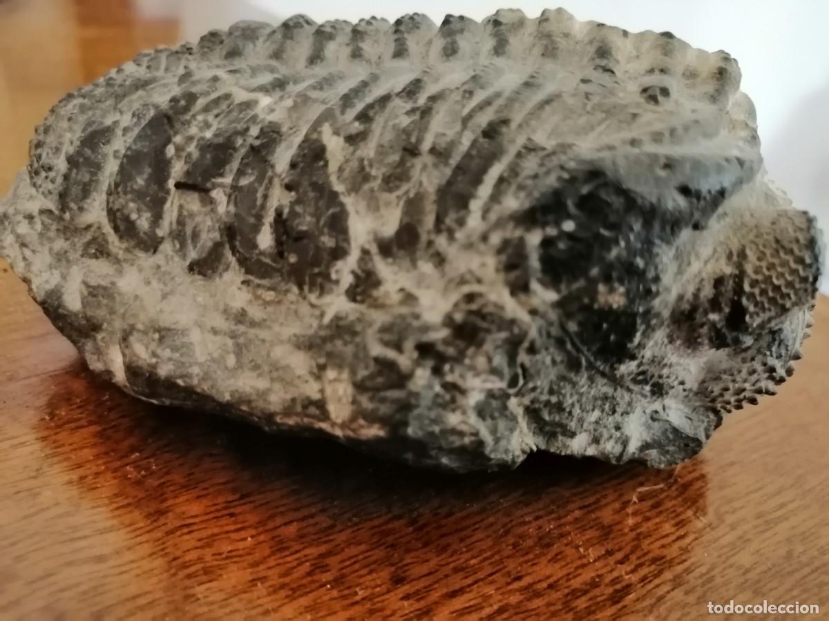 Coleccionismo de f&oacute;siles: Trilobites excepcional - Foto 1
