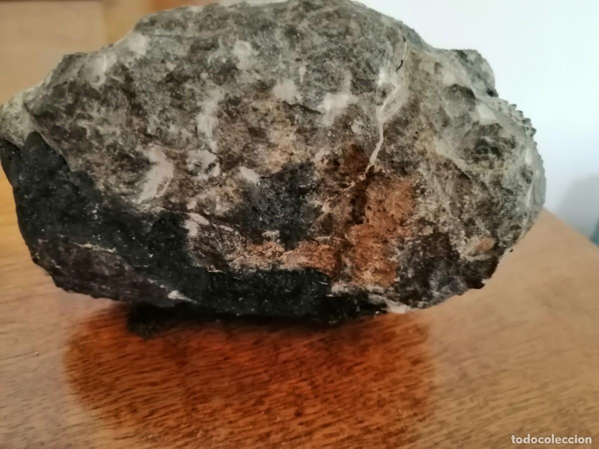Coleccionismo de f&oacute;siles: Trilobites excepcional - Foto 2
