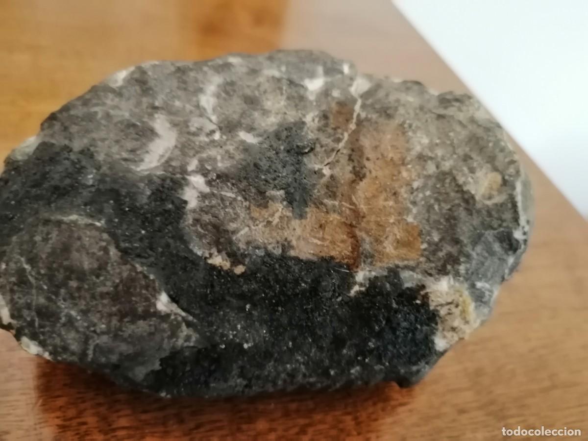 Coleccionismo de f&oacute;siles: Trilobites excepcional - Foto 3