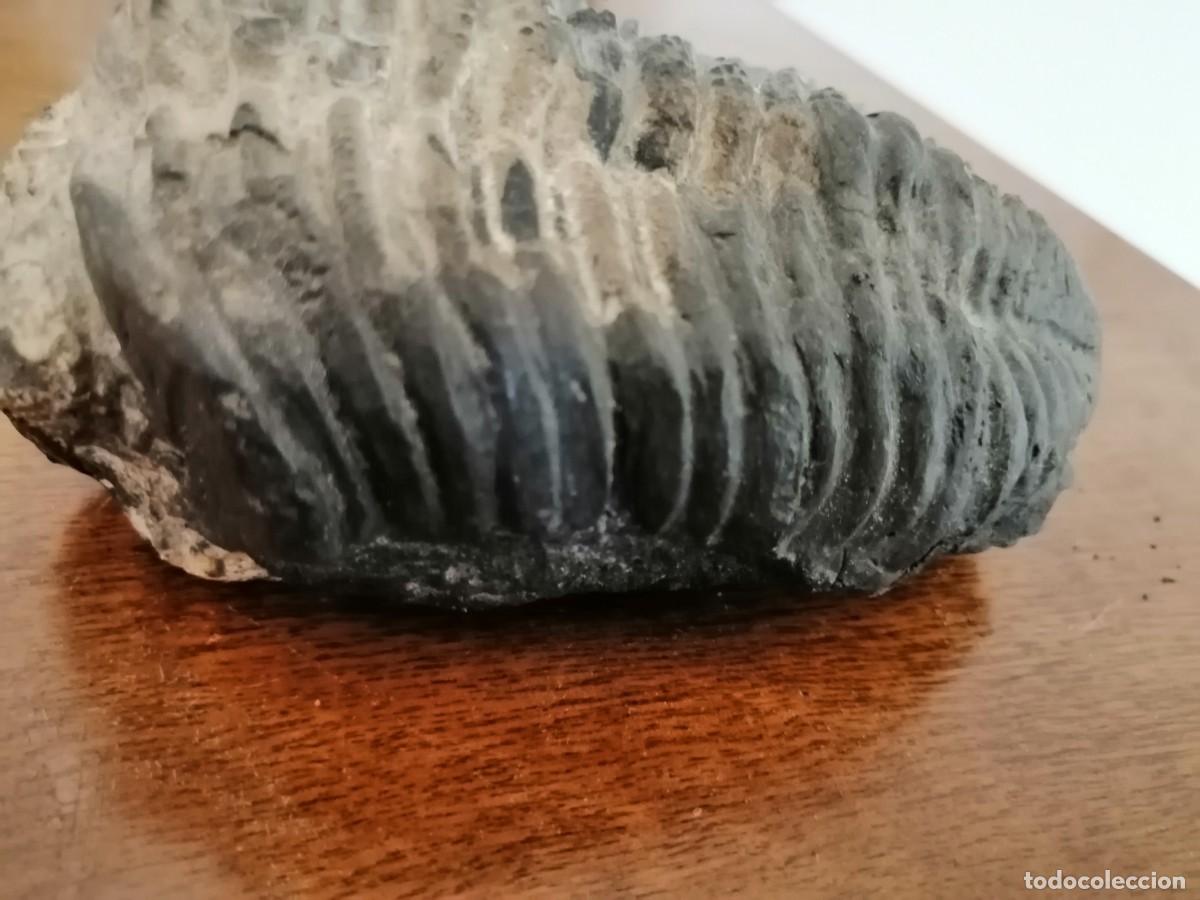 Coleccionismo de f&oacute;siles: Trilobites excepcional - Foto 4