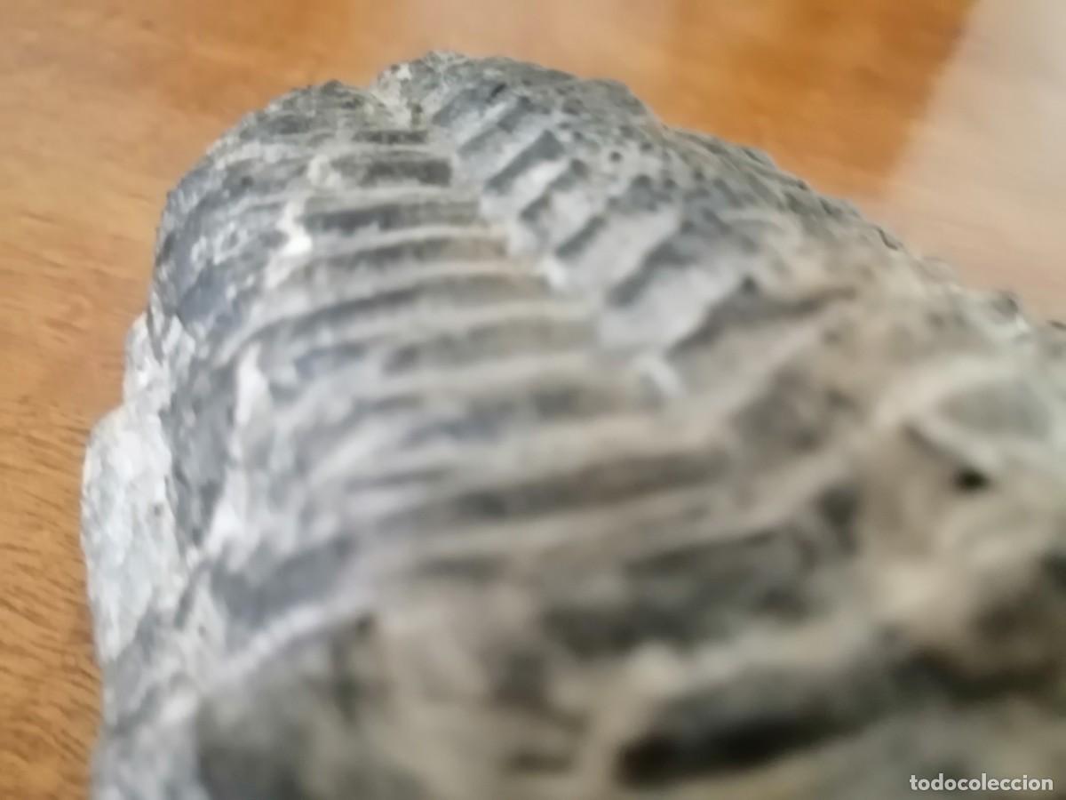 Coleccionismo de f&oacute;siles: Trilobites excepcional - Foto 5