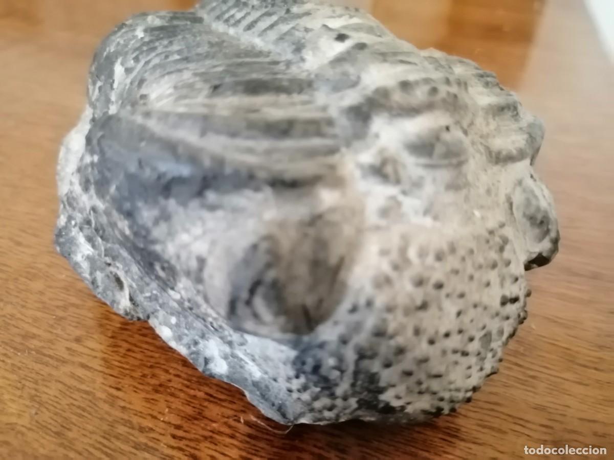 Coleccionismo de f&oacute;siles: Trilobites excepcional - Foto 6