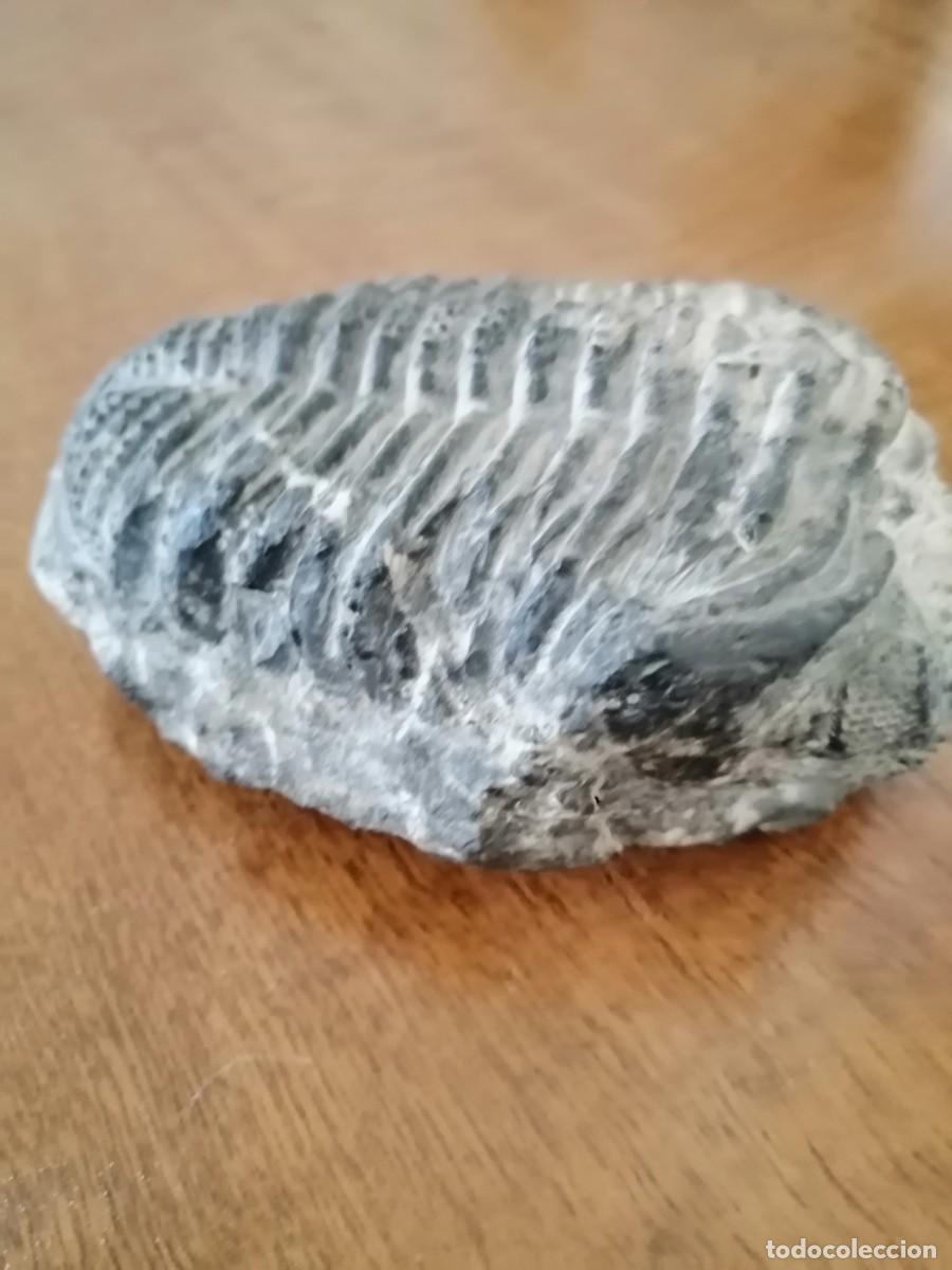 Coleccionismo de f&oacute;siles: Trilobites excepcional - Foto 8