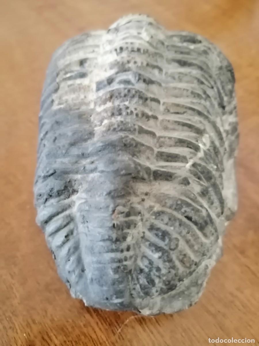 Coleccionismo de f&oacute;siles: Trilobites excepcional - Foto 9