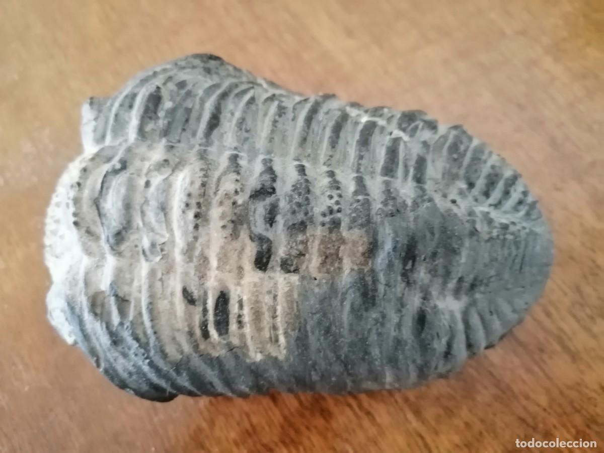 Coleccionismo de f&oacute;siles: Trilobites excepcional - Foto 10