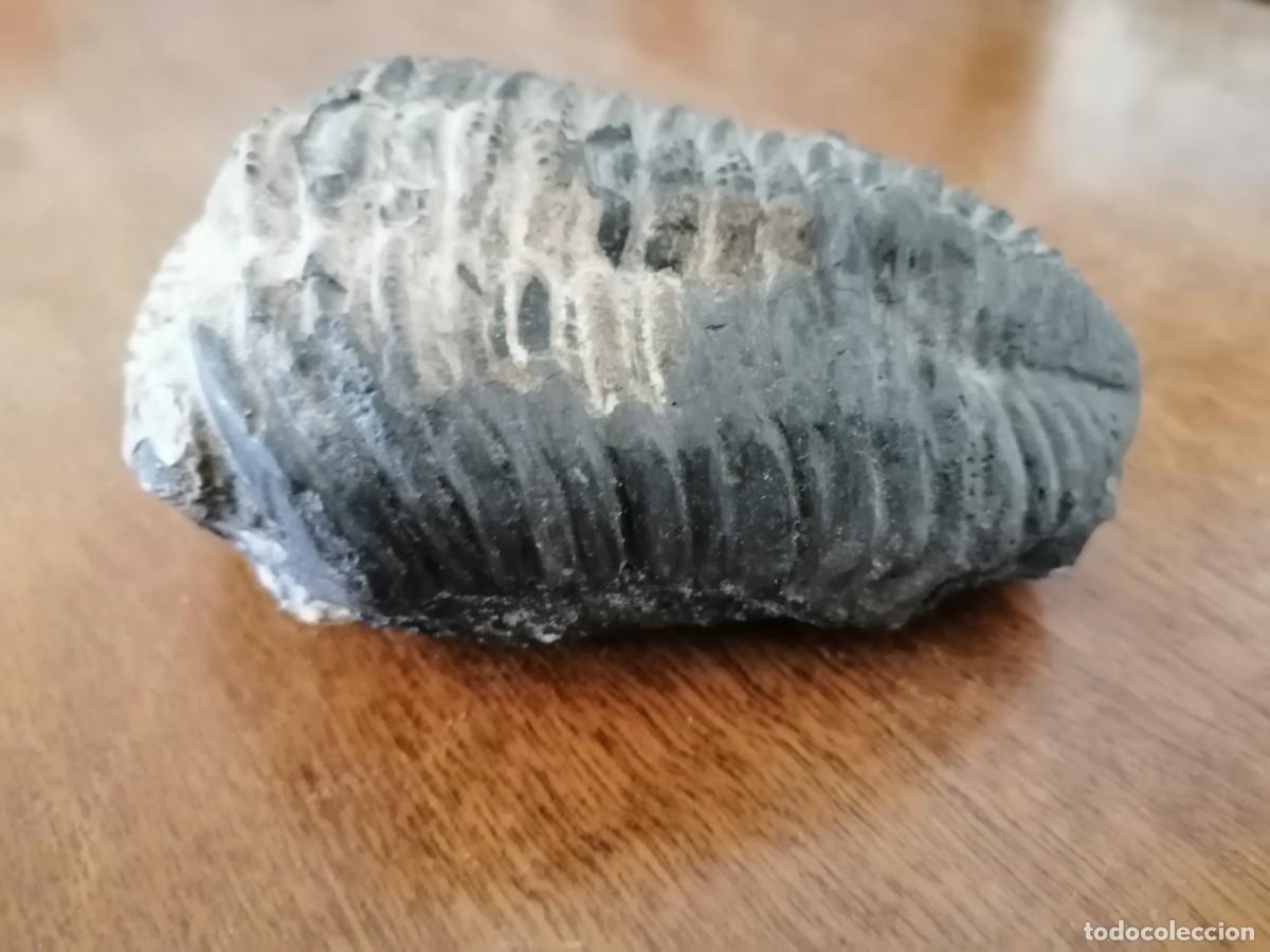 Coleccionismo de f&oacute;siles: Trilobites excepcional - Foto 11