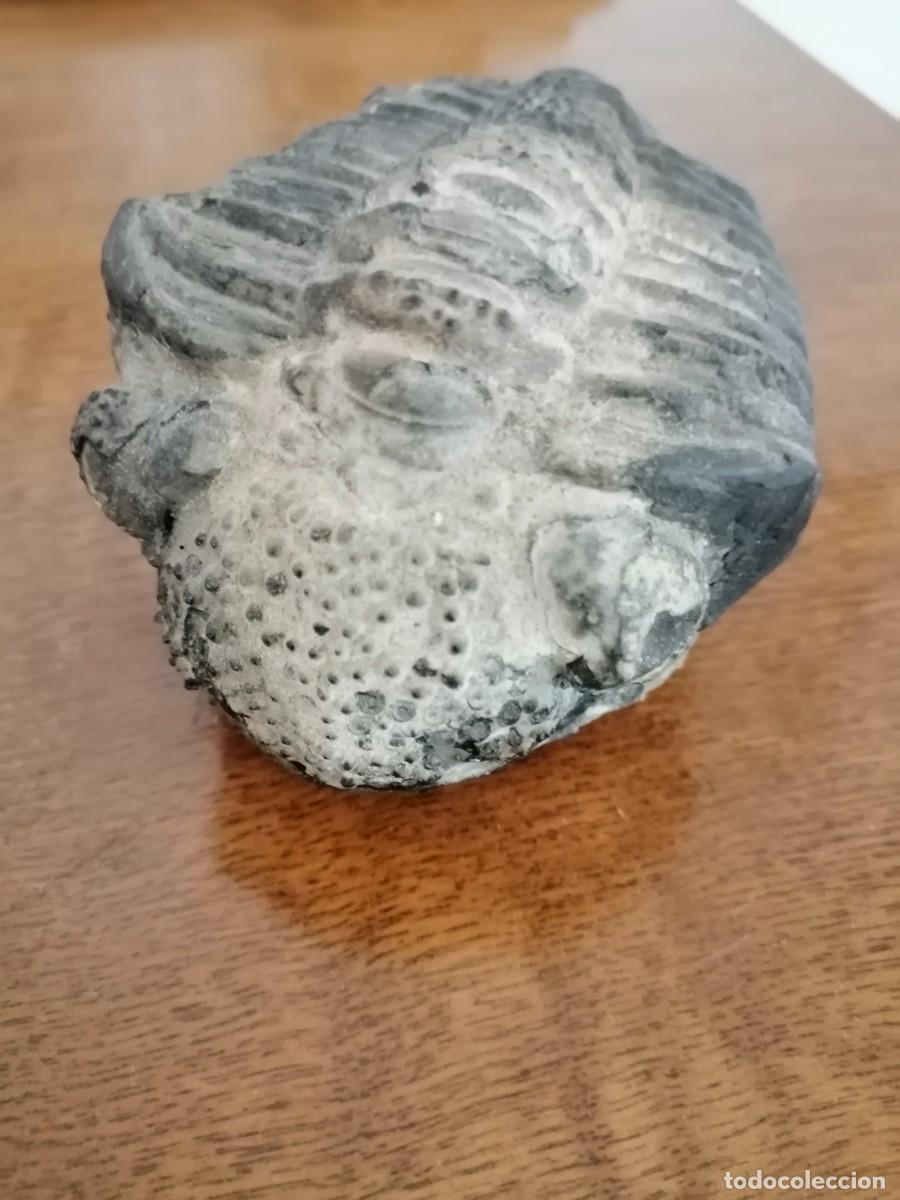 Coleccionismo de f&oacute;siles: Trilobites excepcional - Foto 12