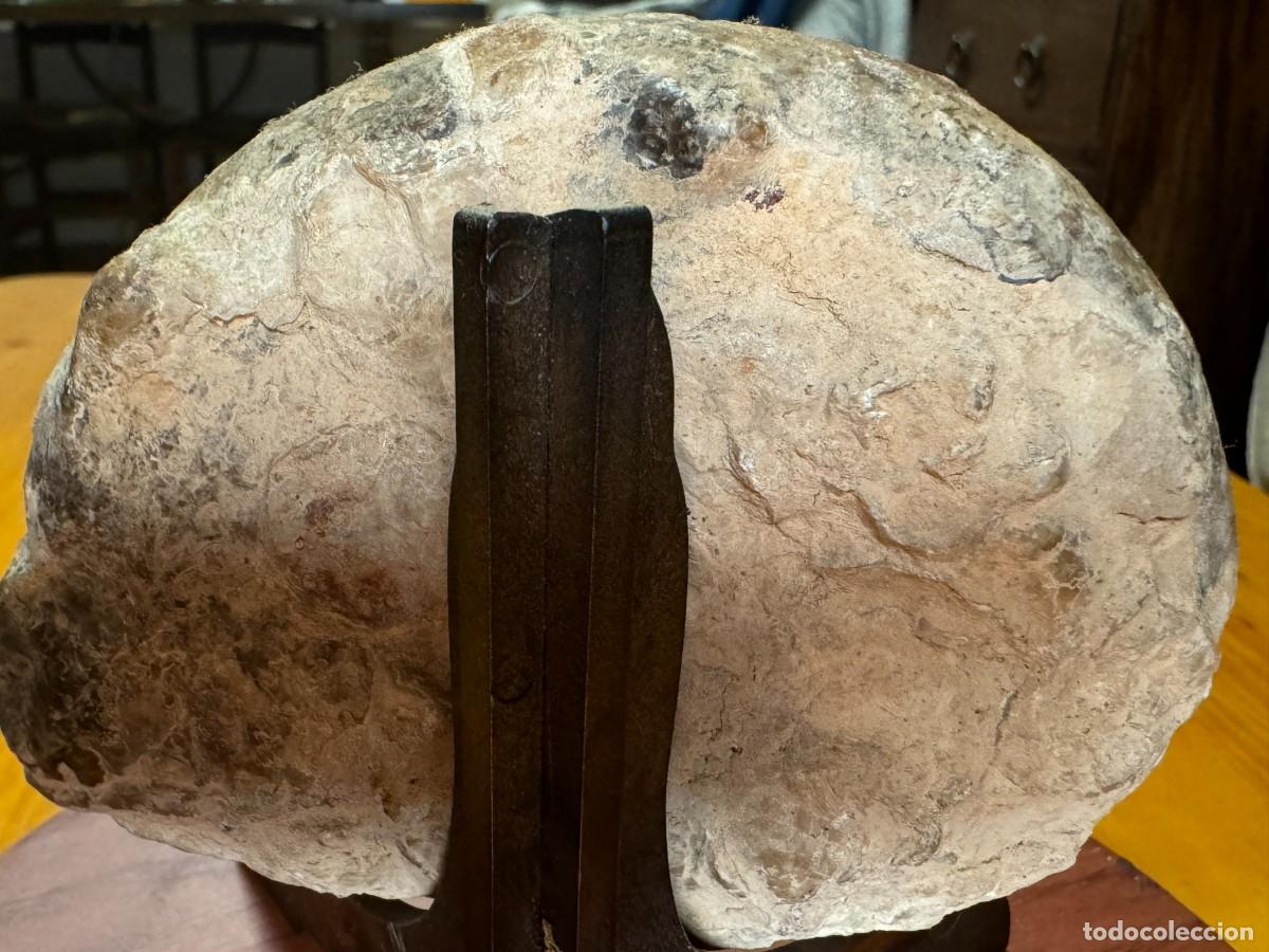 Coleccionismo de f&oacute;siles: gran fosil de amonites - Foto 2