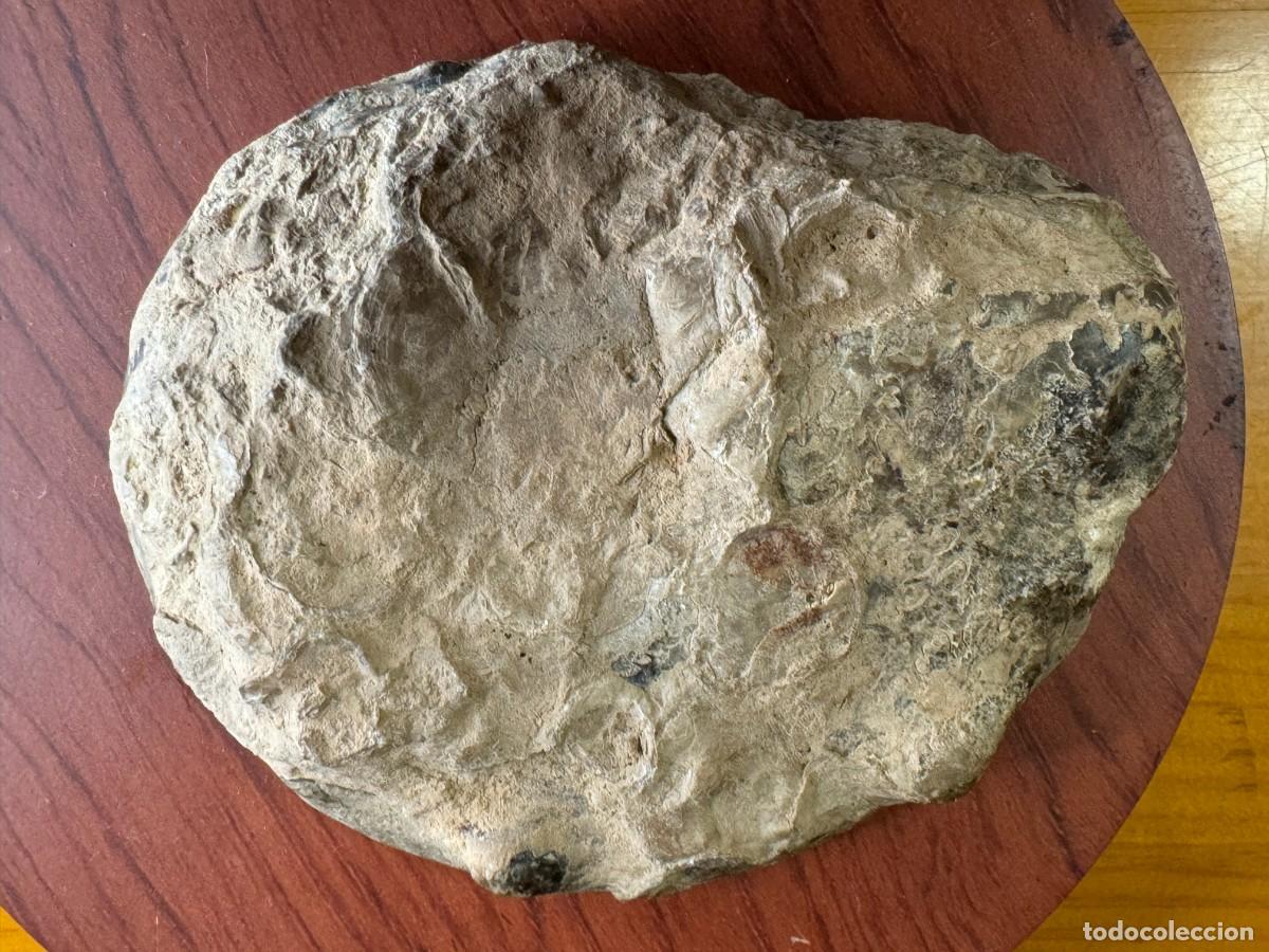 Coleccionismo de f&oacute;siles: gran fosil de amonites - Foto 6