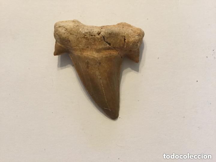 Coleccionismo de f&oacute;siles: FOSIL - DIENTE DE TIBURON - 4x4cm - Foto 1