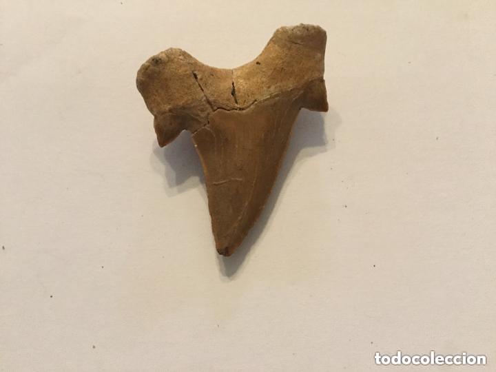 Coleccionismo de f&oacute;siles: FOSIL - DIENTE DE TIBURON - 4x4cm - Foto 2