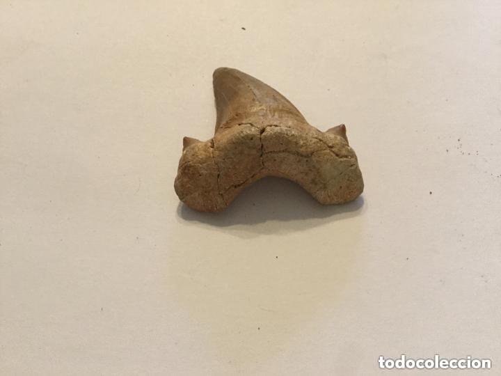 Coleccionismo de f&oacute;siles: FOSIL - DIENTE DE TIBURON - 4x4cm - Foto 3