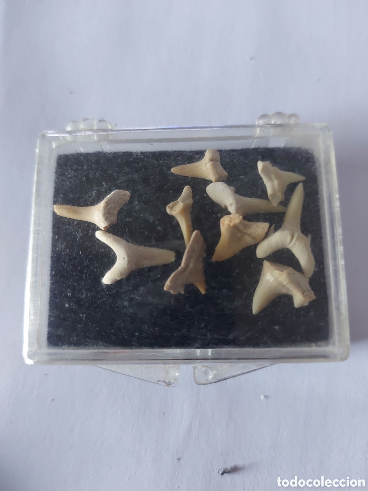 Coleccionismo de f&oacute;siles: DIENTES PEQUE&Ntilde;OS DE TIBURON. CAJA - Foto 1