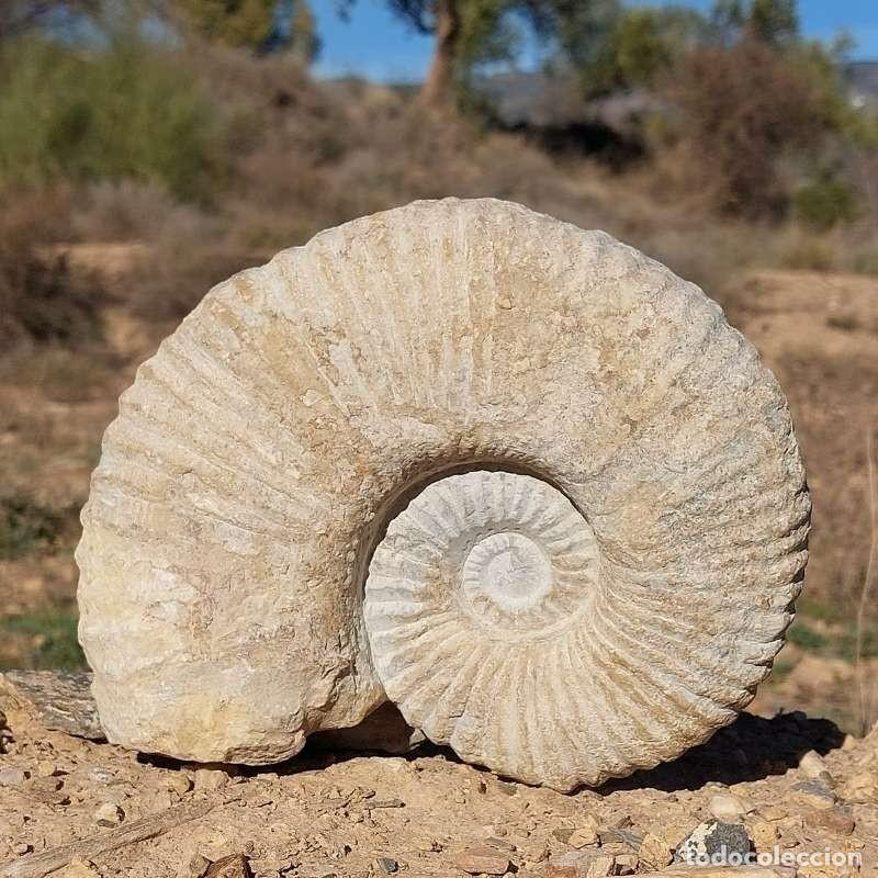 Coleccionismo de f&oacute;siles: F&oacute;sil de Amonite de Marruecos 12cm