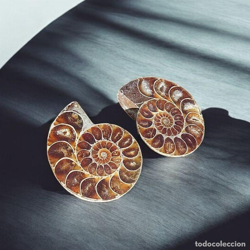 Coleccionismo de f&oacute;siles: F&oacute;sil de Amonite Pulido de Madagascar, Pareja 4,3 cm