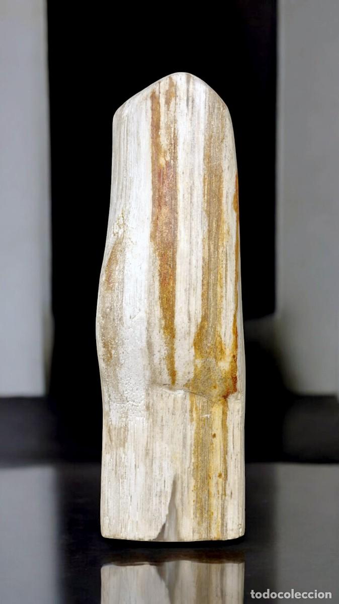Coleccionismo de f&oacute;siles: Trozo de madera petrificada de Java, Indonesia - Foto 1