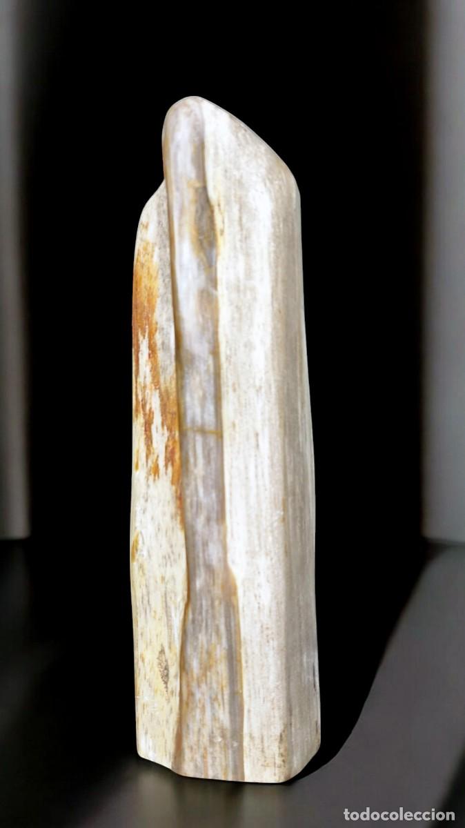 Coleccionismo de f&oacute;siles: Trozo de madera petrificada de Java, Indonesia - Foto 2