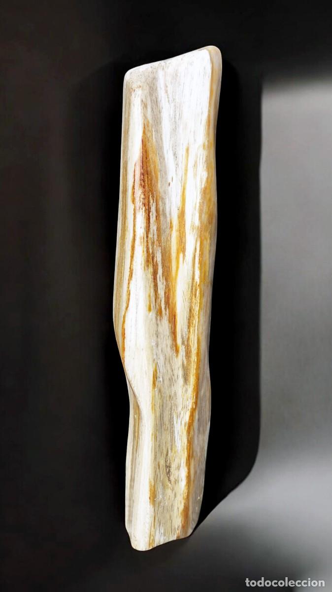 Coleccionismo de f&oacute;siles: Trozo de madera petrificada de Java, Indonesia - Foto 3