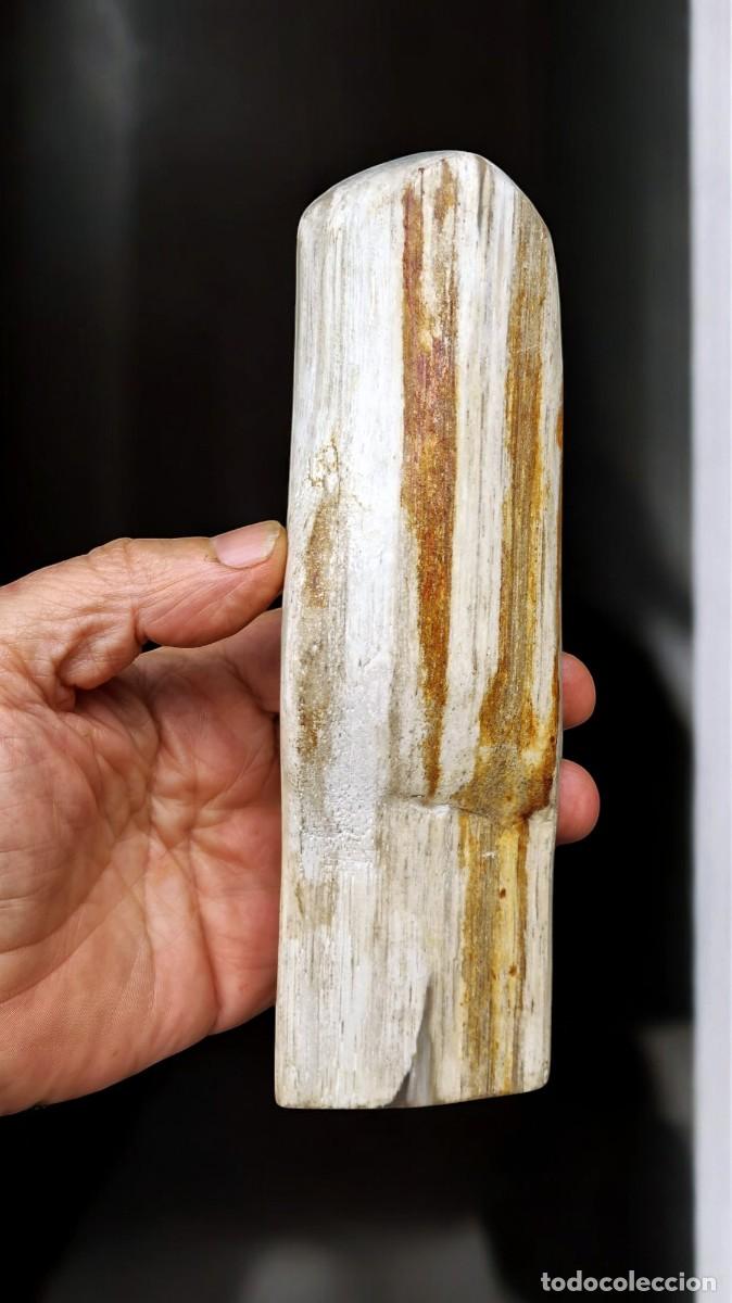 Coleccionismo de f&oacute;siles: Trozo de madera petrificada de Java, Indonesia - Foto 5