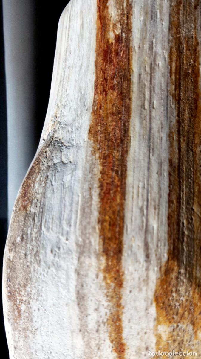 Coleccionismo de f&oacute;siles: Trozo de madera petrificada de Java, Indonesia - Foto 6