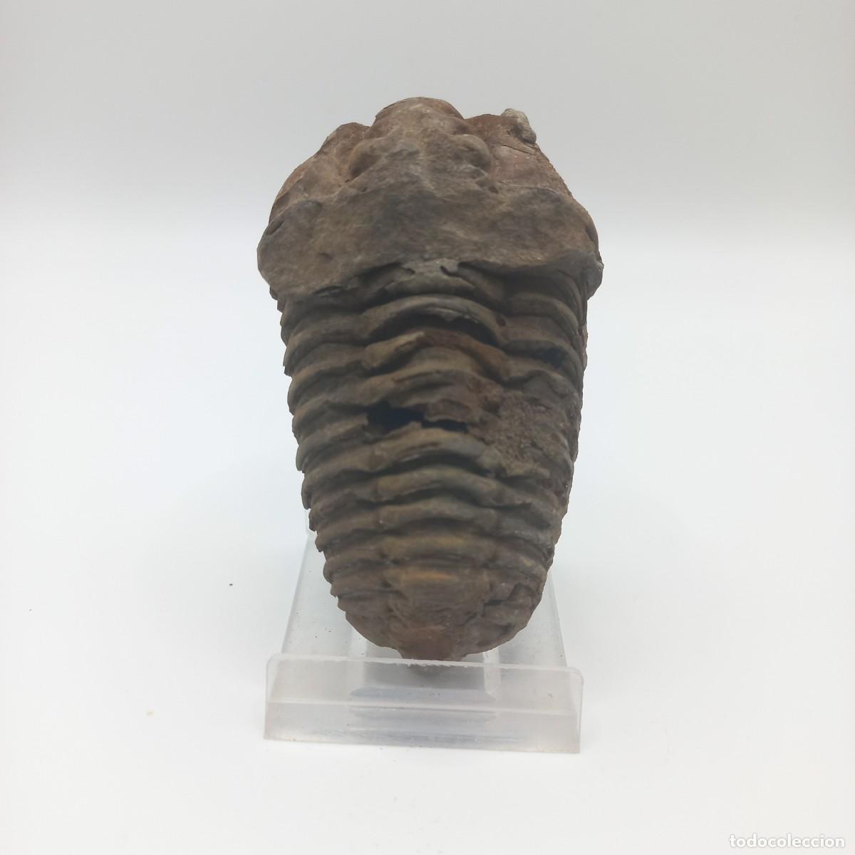 Coleccionismo de f&oacute;siles: Trilobite FLEXICALYMENE. Marruecos - Foto 1