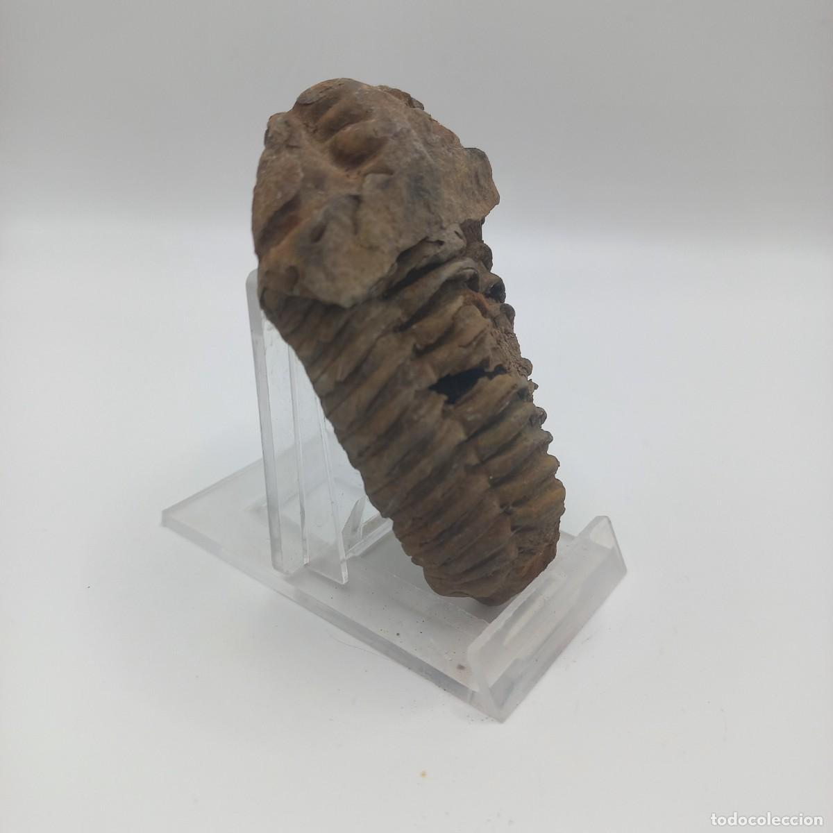 Coleccionismo de f&oacute;siles: Trilobite FLEXICALYMENE. Marruecos - Foto 2