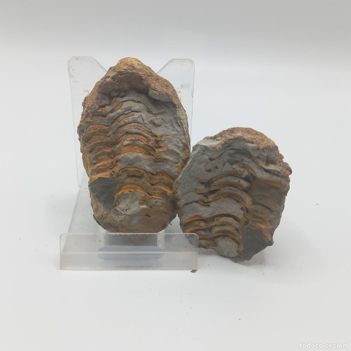 Coleccionismo de f&oacute;siles: Trilobite FLEXICALYMENE. Marruecos - Foto 1