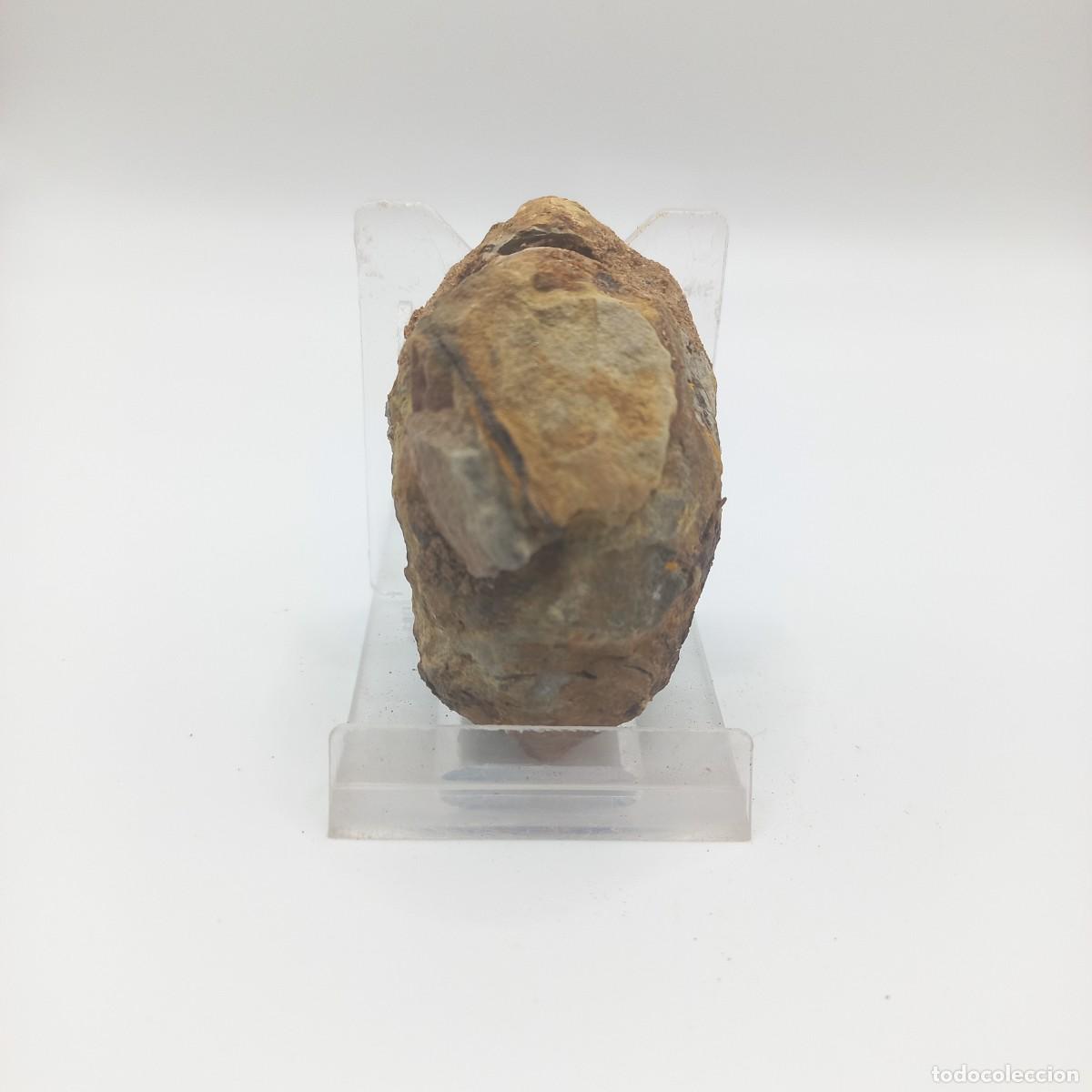Coleccionismo de f&oacute;siles: Trilobite FLEXICALYMENE. Marruecos - Foto 2