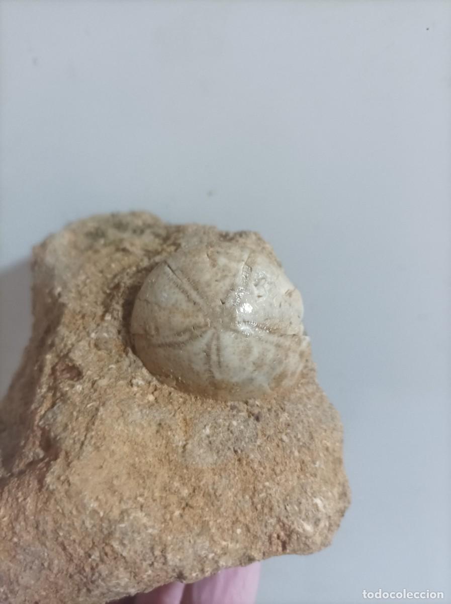 Coleccionismo de f&oacute;siles: Fosiles echinolampas barcinensis - Foto 1