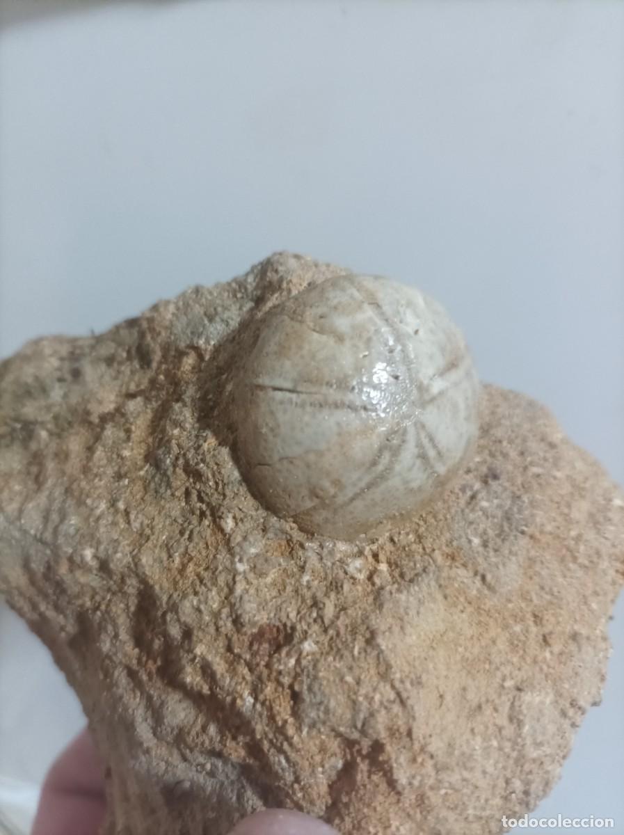 Coleccionismo de f&oacute;siles: Fosiles echinolampas barcinensis - Foto 2