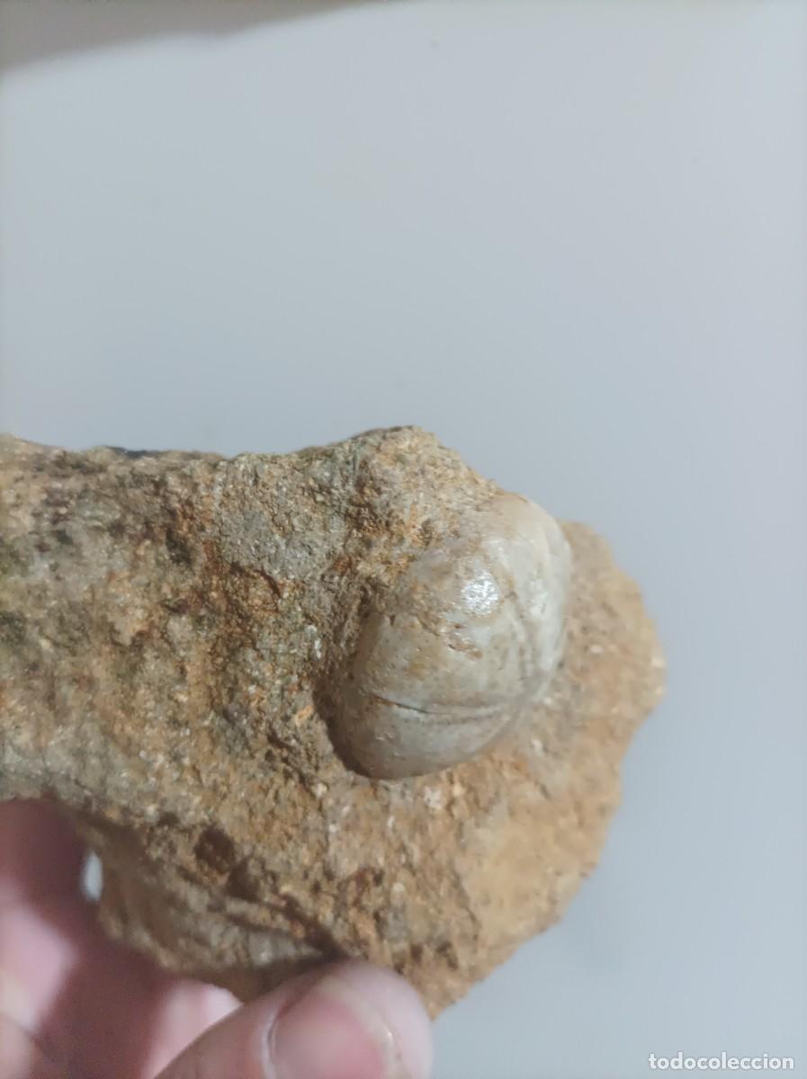 Coleccionismo de f&oacute;siles: Fosiles echinolampas barcinensis - Foto 3