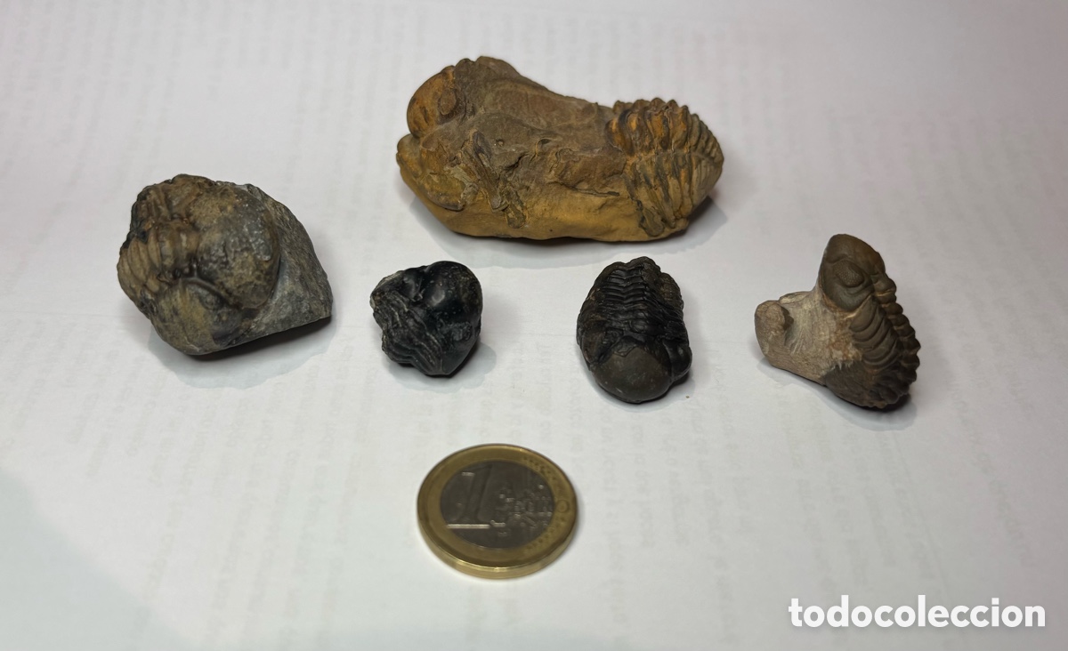 Collectionnisme de fossiles: TRILOBITES. LOTE 5 EJEMPLARES.