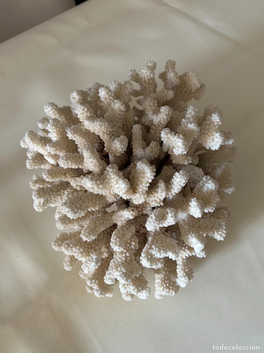 Coleccionismo de f&oacute;siles: Coral blanco. Natural - Foto 1