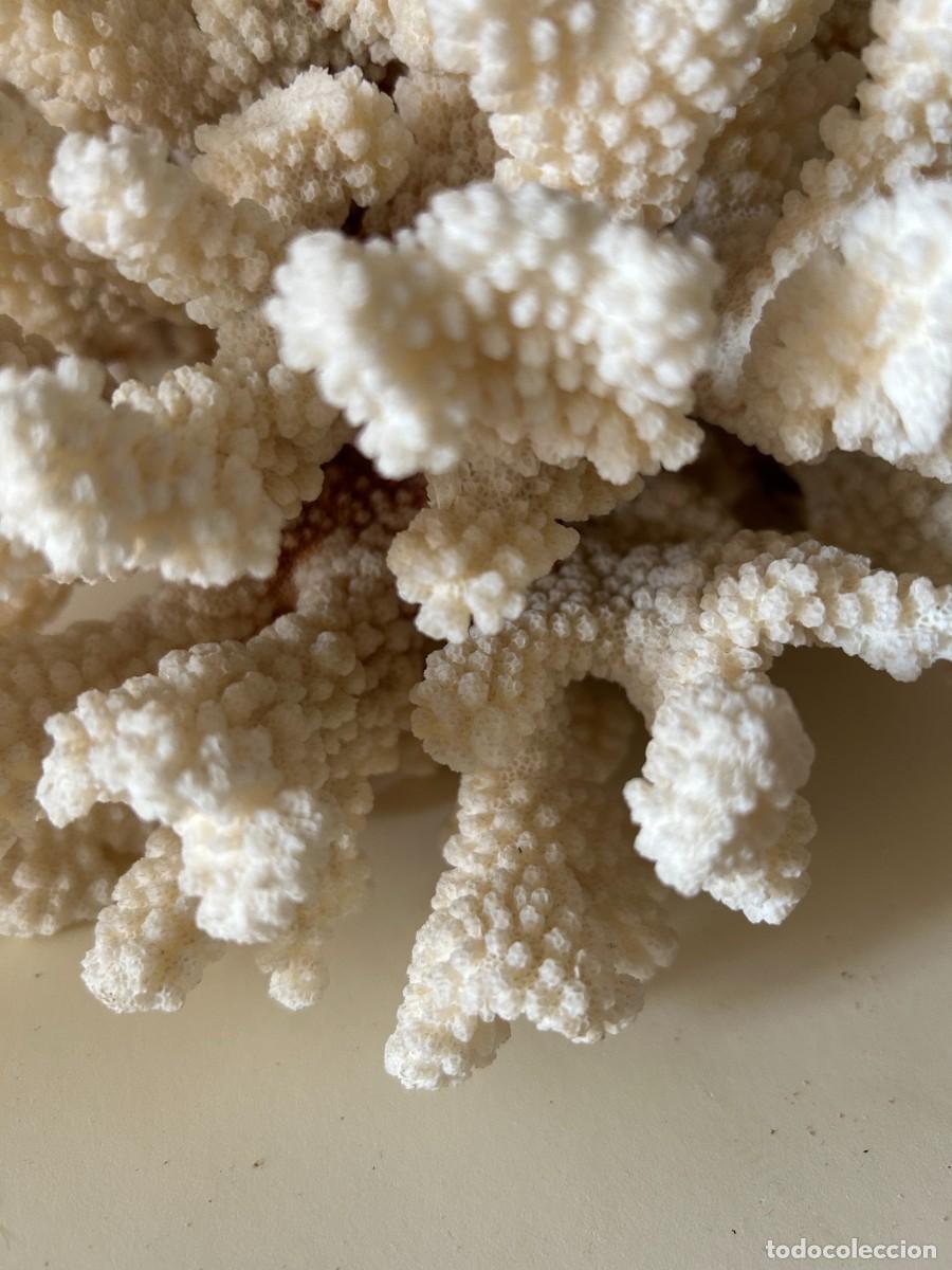 Coleccionismo de f&oacute;siles: Coral blanco. Natural - Foto 2