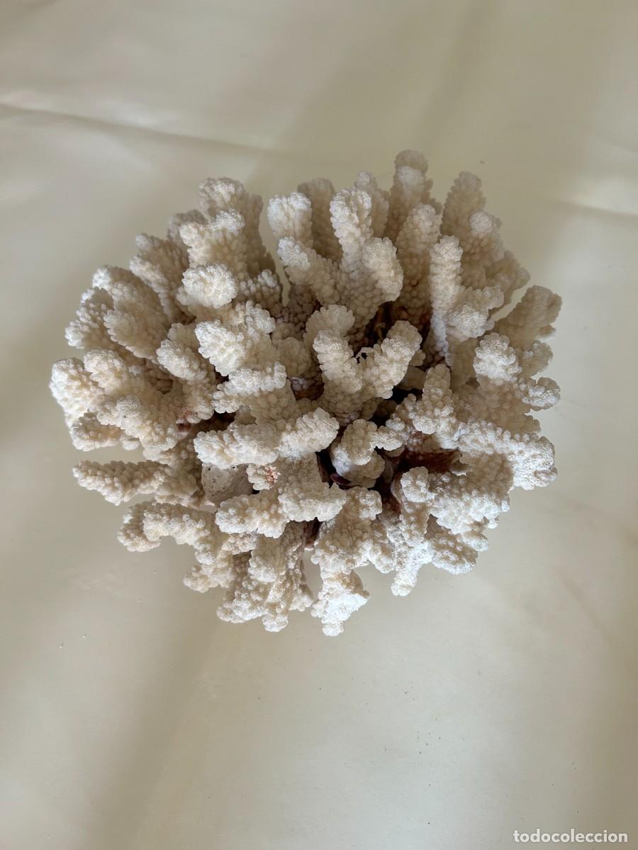 Coleccionismo de f&oacute;siles: Coral blanco. Natural - Foto 3